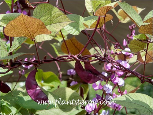 The twinning stems have a nice reddish color.